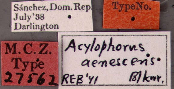 Image of Acylophorus aenescens Blackwelder 1943