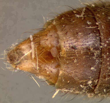 Image of Thinodromus darlingtoni (Blackwelder 1943)