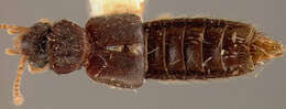 Image of Thinodromus darlingtoni (Blackwelder 1943)