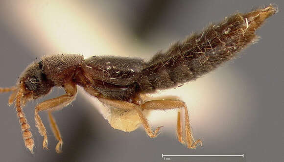 Image of Thinodromus darlingtoni (Blackwelder 1943)