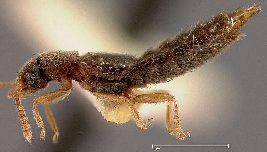 Image of Thinodromus darlingtoni (Blackwelder 1943)