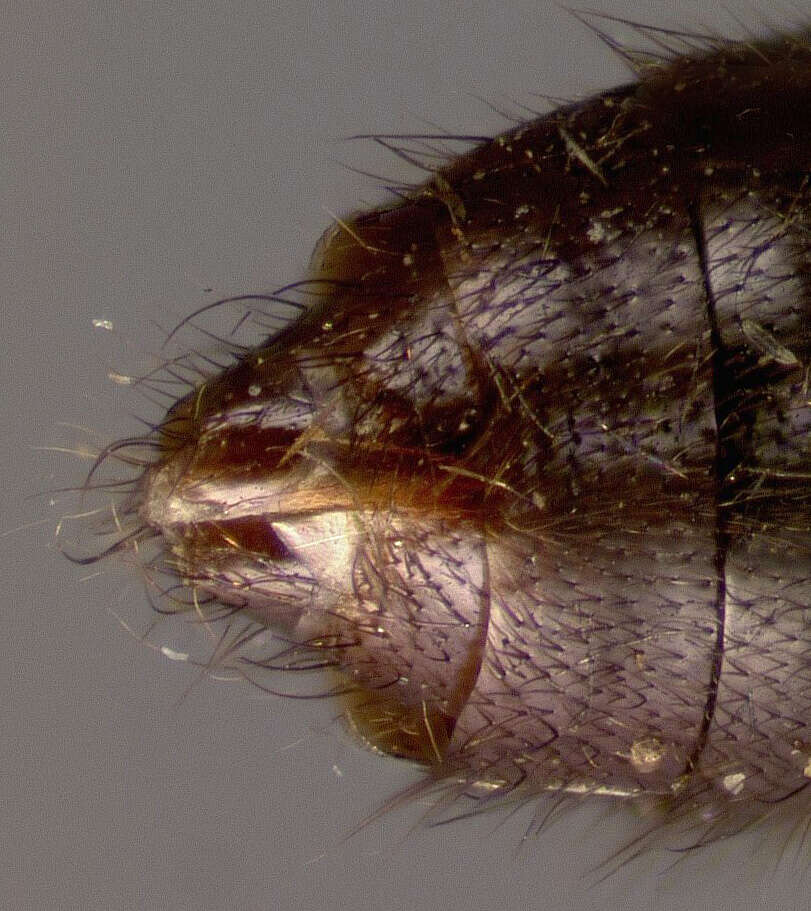 Image of Thinodromus hispaniolus (Blackwelder 1943)