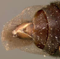 Image of Thinodromus obsolescens (Blackwelder 1943)