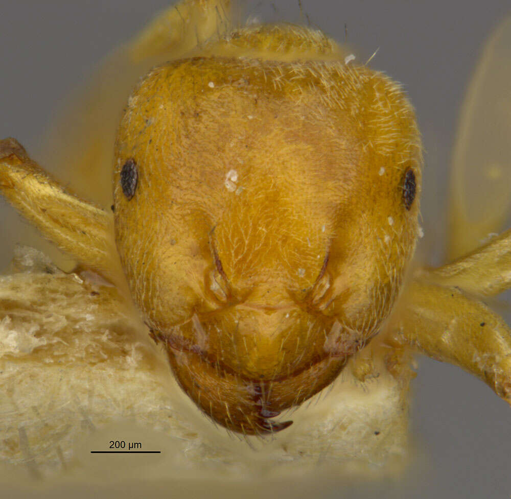 Image de Lasius myops Forel 1894