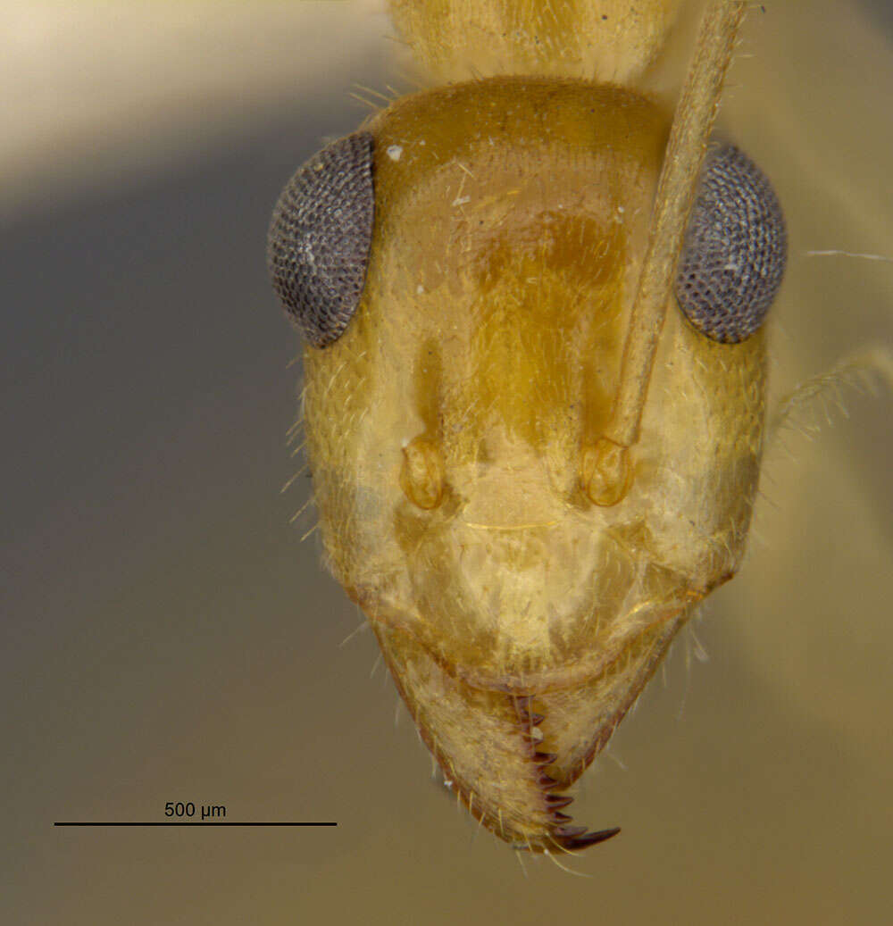 Image of Myrmecocystus navajo Wheeler 1908