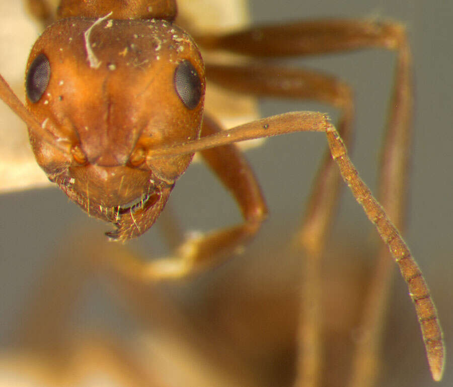 Imagem de Formica dakotensis Emery 1893