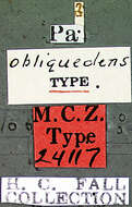 Image of Rybaxis obliquedens Fall 1927