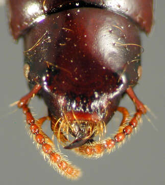 Image of Antillosorius darlingtoni (Blackwelder 1943)