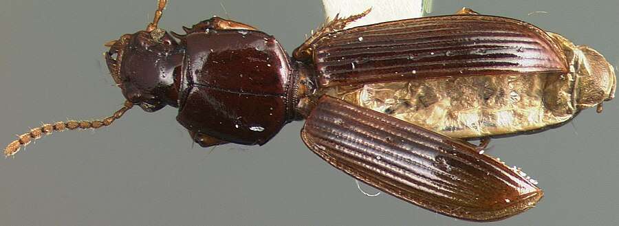 Image of Clivina (Clivina) dealata Darlington 1962