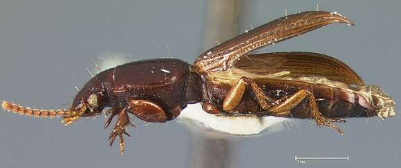 Image of Clivina (Clivina) dealata Darlington 1962