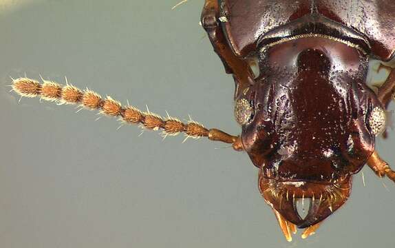 Image of Clivina (Clivina) dealata Darlington 1962