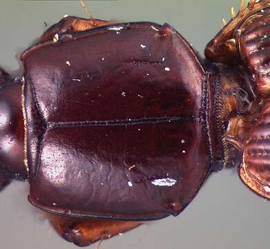 Image of Clivina (Clivina) dealata Darlington 1962