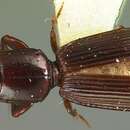 Слика од Clivina (Clivina) dealata brachyptera Darlington 1962