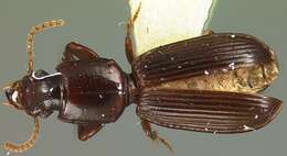 Image of Clivina (Clivina) dealata brachyptera Darlington 1962