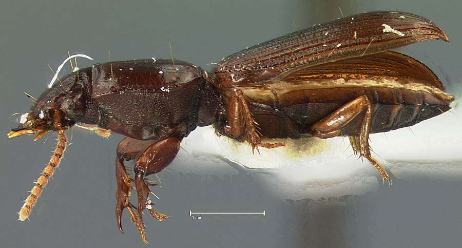 Image of Clivina (Clivina) dealata brachyptera Darlington 1962