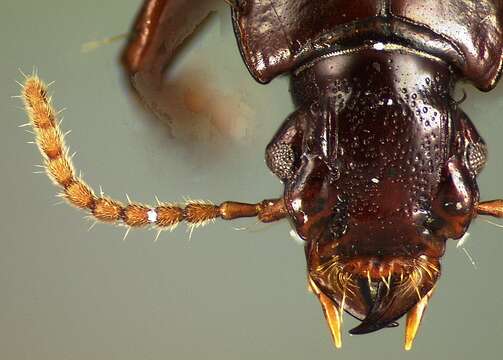 Image of Clivina (Clivina) dealata Darlington 1962