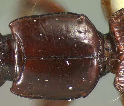 Image of Clivina (Clivina) dealata Darlington 1962