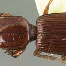 Слика од Clivina (Clivina) deleta Darlington 1962