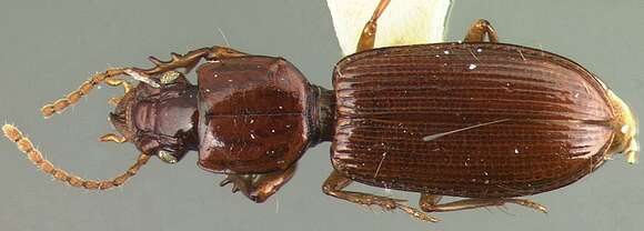 Image of Clivina (Clivina) deleta Darlington 1962