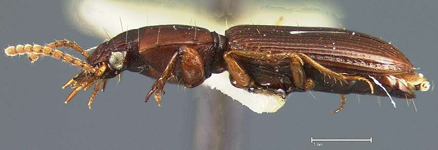 Image of Clivina (Clivina) deleta Darlington 1962