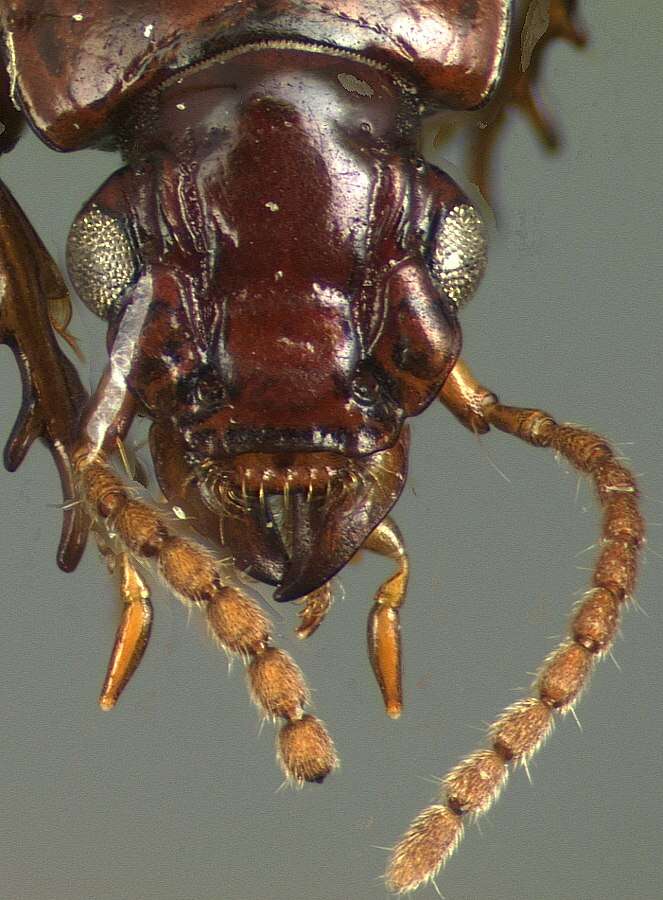 Image of Clivina (Clivina) deleta Darlington 1962