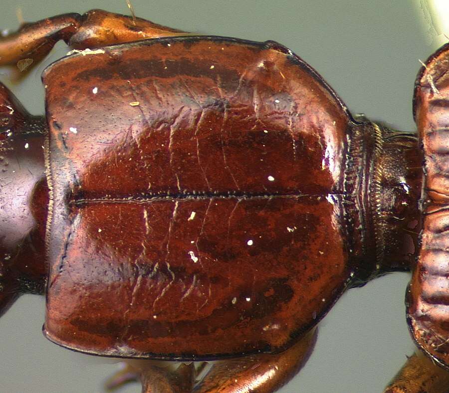 Image of Clivina (Clivina) deleta Darlington 1962