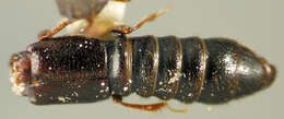 Image of Antillosorius biarmatus (Darlington 1937)