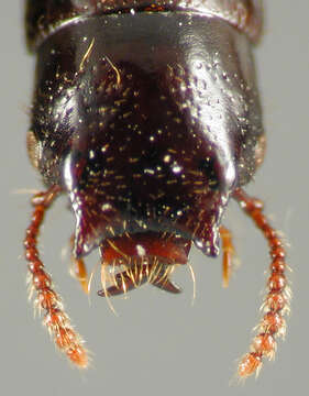 Image of Antillosorius