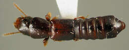 Image of Molosoma haitiellum (Darlington 1937)