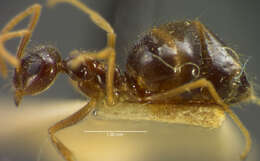 Image of False Honey Ant