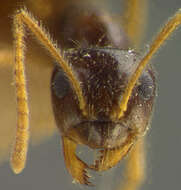 Image of False Honey Ant