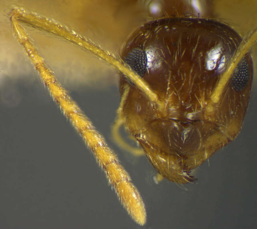 Image of Prenolepis imparis coloradensis Wheeler 1930