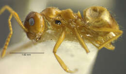 Image of False Honey Ant