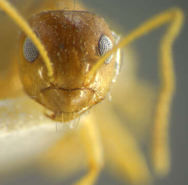 Image of False Honey Ant