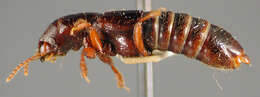 Image of Antillosorius socors (Darlington 1937)