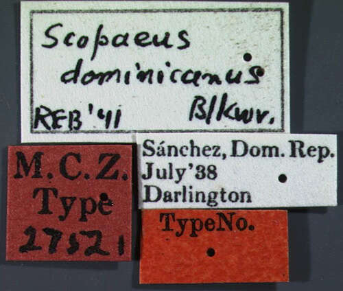 Image of Scopaeus dominicanus Blackwelder 1943