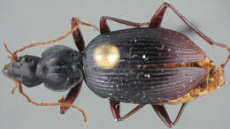 Image of Dyscolus (Dyscolus) pseudellipticus (Liebherr 1987)