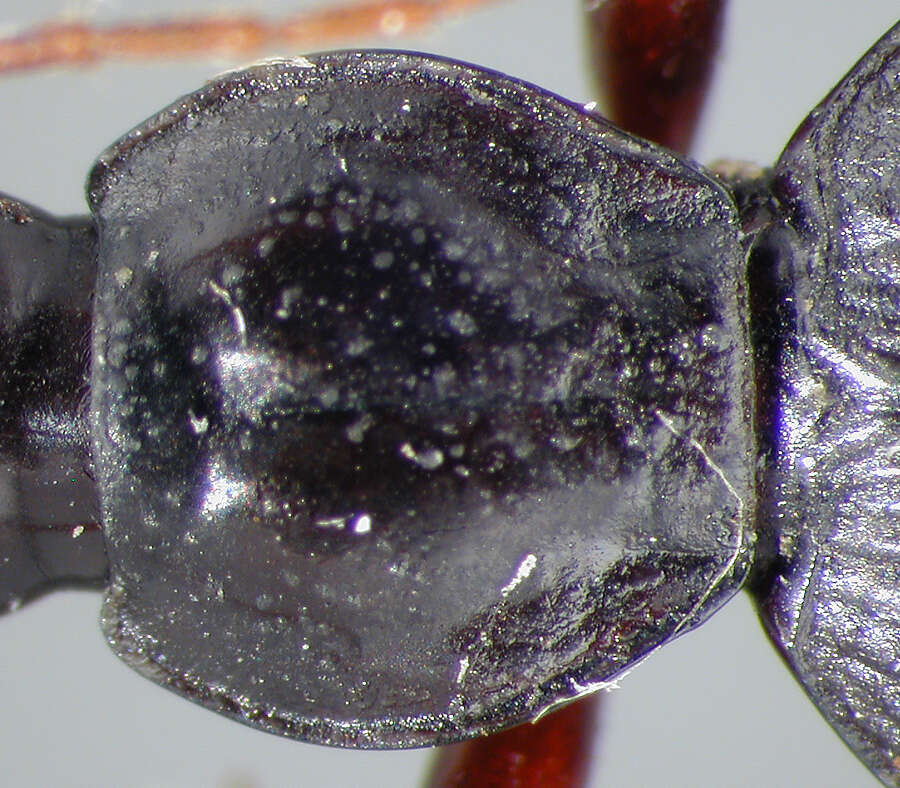 Image of Dyscolus (Dyscolus) pseudellipticus (Liebherr 1987)