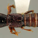 Image of Antillosorius turquinus (Blackwelder 1943)