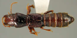 Image of Antillosorius turquinus (Blackwelder 1943)