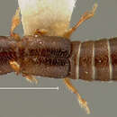 Image of Molosoma trinitatum (Blackwelder 1943)