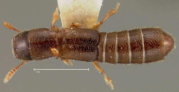 Image of Molosoma trinitatum (Blackwelder 1943)