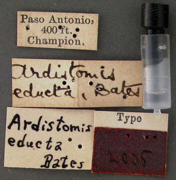 Plancia ëd Ardistomis educta Bates 1881