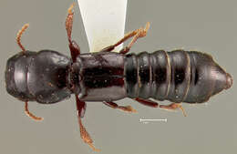 Image of Antillosorius daemon (Darlington 1937)