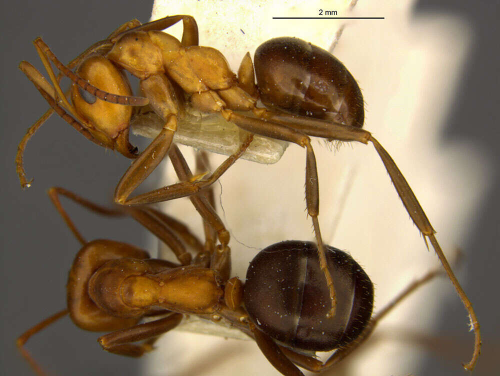 Image of Allegheny Mound Ant