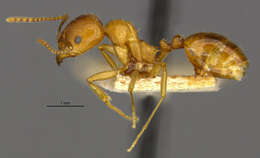 Image of Aphaenogaster occidentalis (Emery 1895)