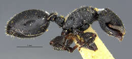 Cephalotes rohweri (Wheeler 1916) resmi