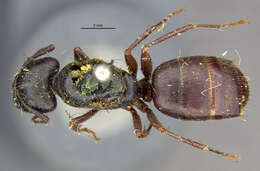 Image of Camponotus novaeboracensis (Fitch 1855)