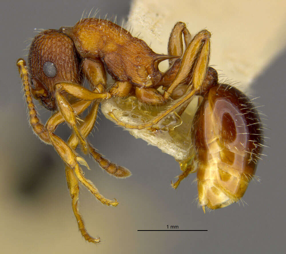 Image of Myrmica monticola Creighton 1950