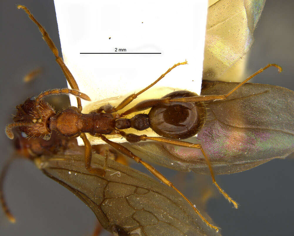 Image of Aphaenogaster texana Wheeler 1915